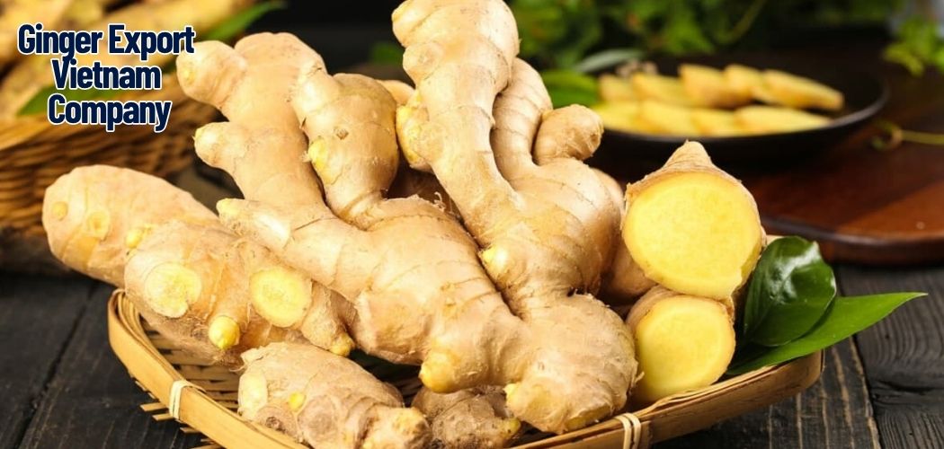 Ginger Export Vietnam Company 12