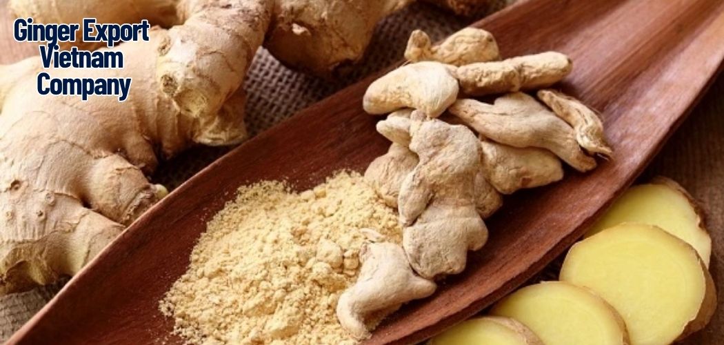 Ginger Export Vietnam Company 14