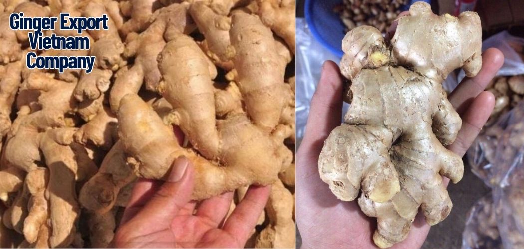 Ginger Export Vietnam Company 15