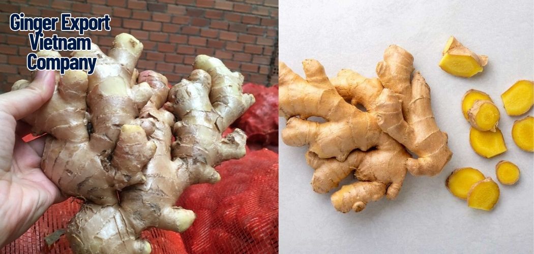 Ginger Export Vietnam Company 16
