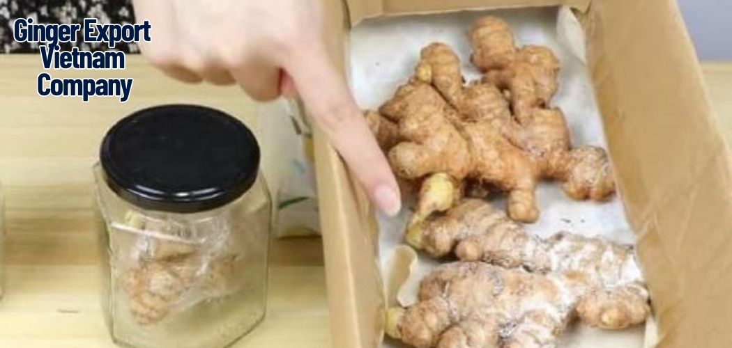 Ginger Export Vietnam Company 17