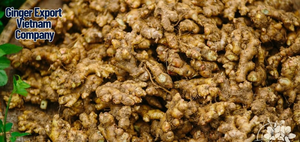 Ginger Export Vietnam Company 20